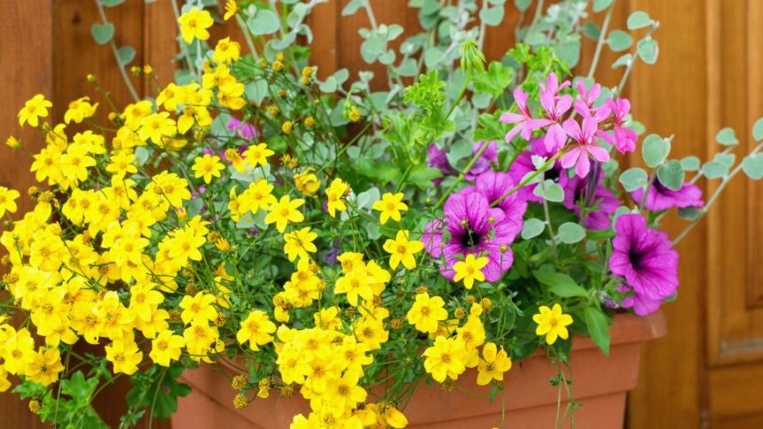 Balkon Aranya Bidens ferulifolia