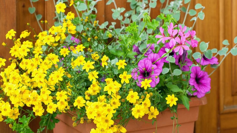 Színes virágok egy cserépben, élénk sárga és rózsaszín árnyalatokkal.