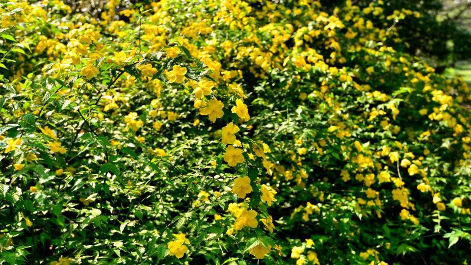 Boglarkacserje Kerria japonica 1