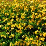 Boglarkacserje Kerria japonica