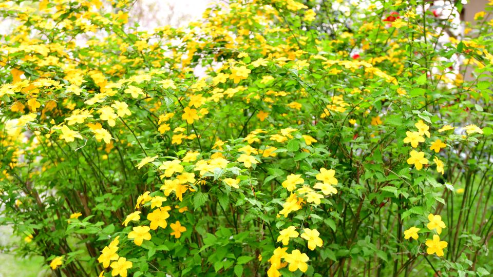 Boglarkacserje Kerria japonica 2