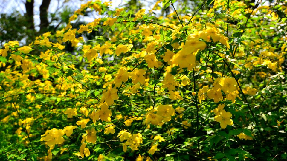 Boglarkacserje Kerria japonica 3