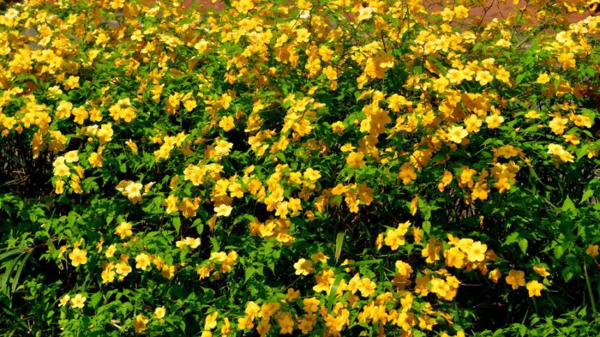 Boglarkacserje Kerria japonica
