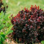 Bordo levelu japan borbolya Berberis thunbergii Carmen