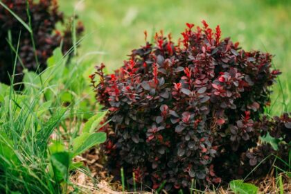 Bordo levelu japan borbolya Berberis thunbergii Carmen