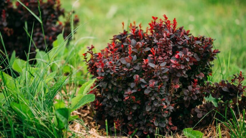 Bordo levelu japan borbolya Berberis thunbergii Carmen