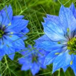 Borzaskata Nigella damascena