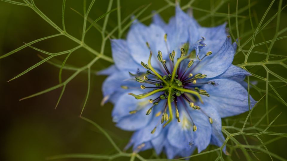 Borzaskata Nigella damascena 2