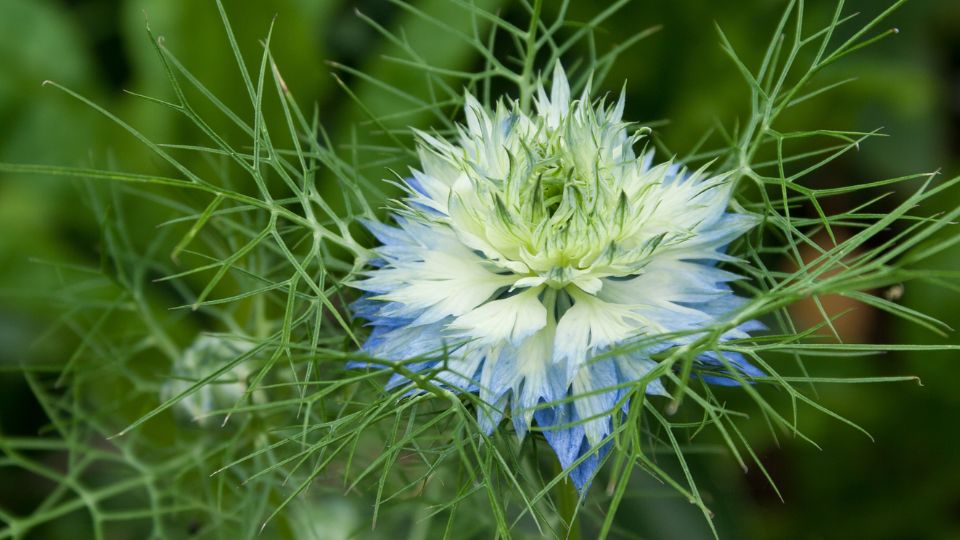 Borzaskata Nigella damascena 3