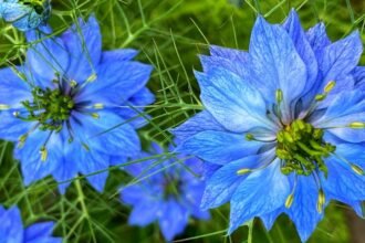 Kék borzaskata virágok, finom zöld levelekkel körülvéve.