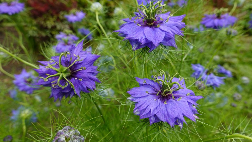 Borzaskata Nigella damascena 4