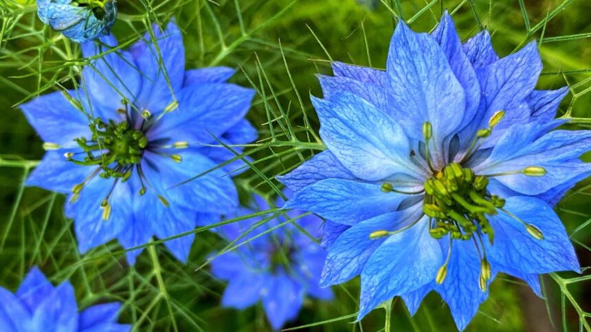 Borzaskata Nigella damascena