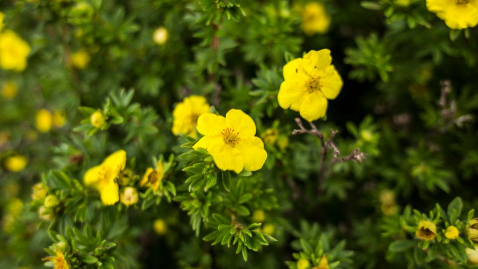 Cserjés pimpó (Potentilla fruticosa)