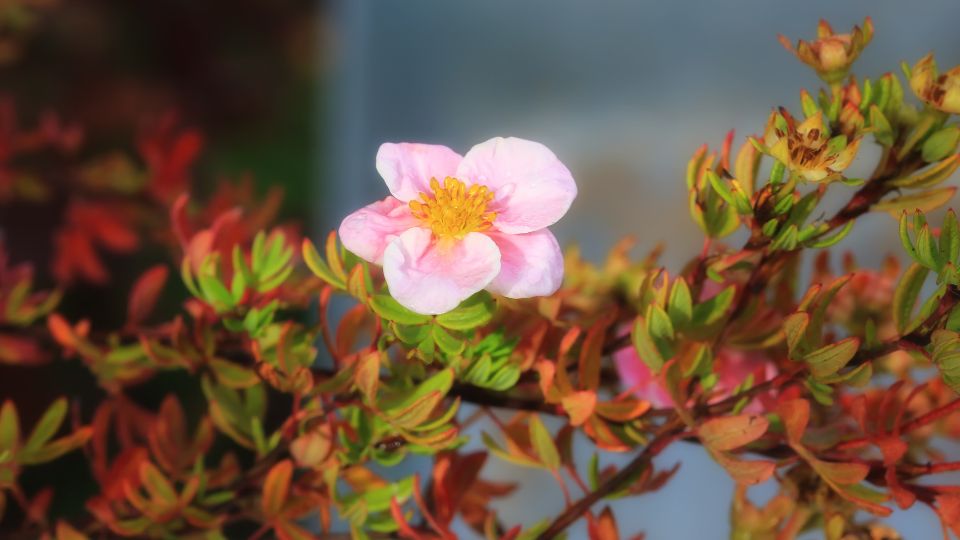 Cserjés pimpó (Potentilla fruticosa)