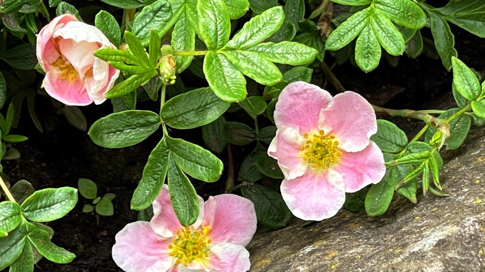 Cserjés pimpó (Potentilla fruticosa)
