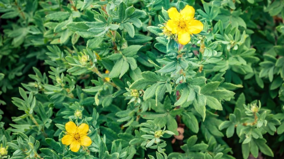 A Cserjés Pimpó zöld levelei között élénk sárga virágok bontakoznak ki, harmonikus látványt nyújtva a kertben.