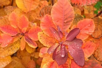 Csodás őszi cserszömörce levelek különböző árnyalataiban, csepekkel díszítve.