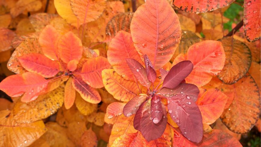 Cserszomorce Cotinus coggygria 1