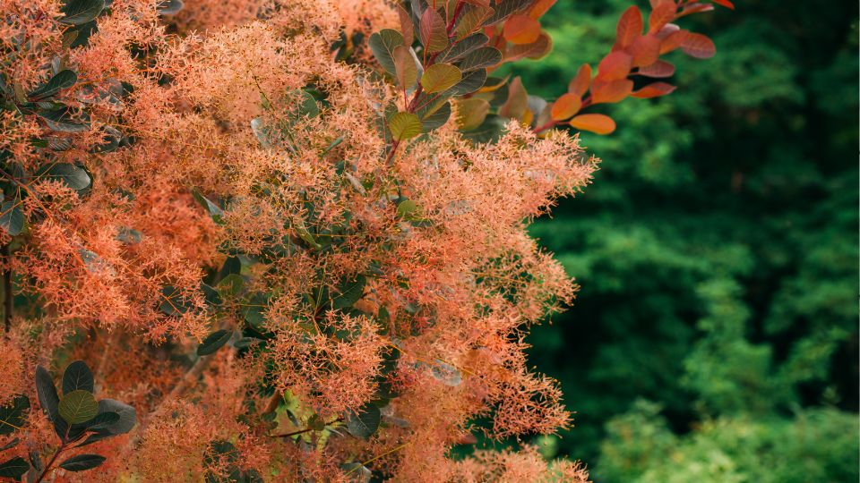 Cserszomorce Cotinus coggygria 2