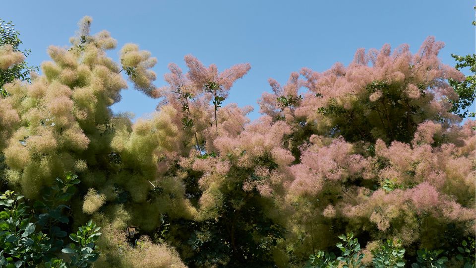 Cserszomorce Cotinus coggygria 3