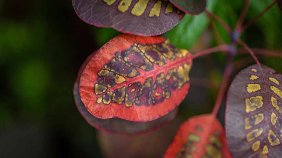 Cserszomorce Cotinus coggygria