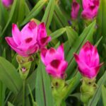 Curcuma longa Kurkuma 1