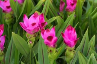 Rózsaszín virágok zöld levelek között, a kurkuma virágzása.