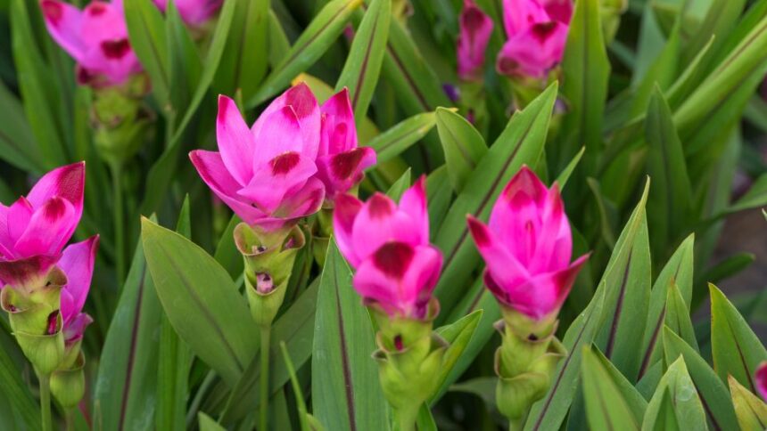 Curcuma longa Kurkuma 1