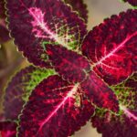 Diszcsalan Plectranthus scutellariodies