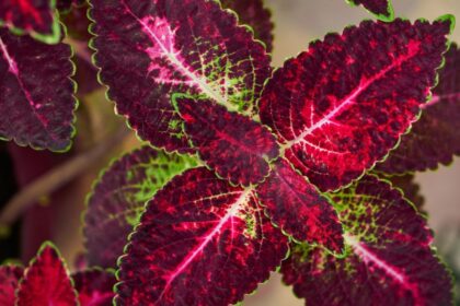 Diszcsalan Plectranthus scutellariodies
