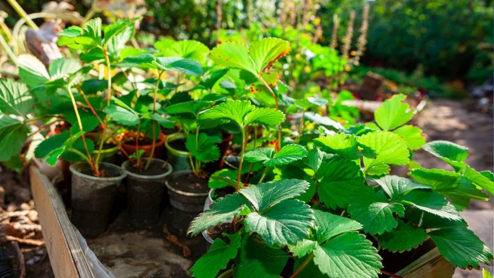 Friss eperpalánták csoportja, zöld levelekkel, napfényben.