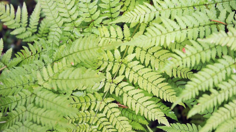 Erdei pajzsika Dryopteris filix mas 1