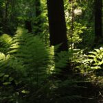 Erdei pajzsika Dryopteris filix mas