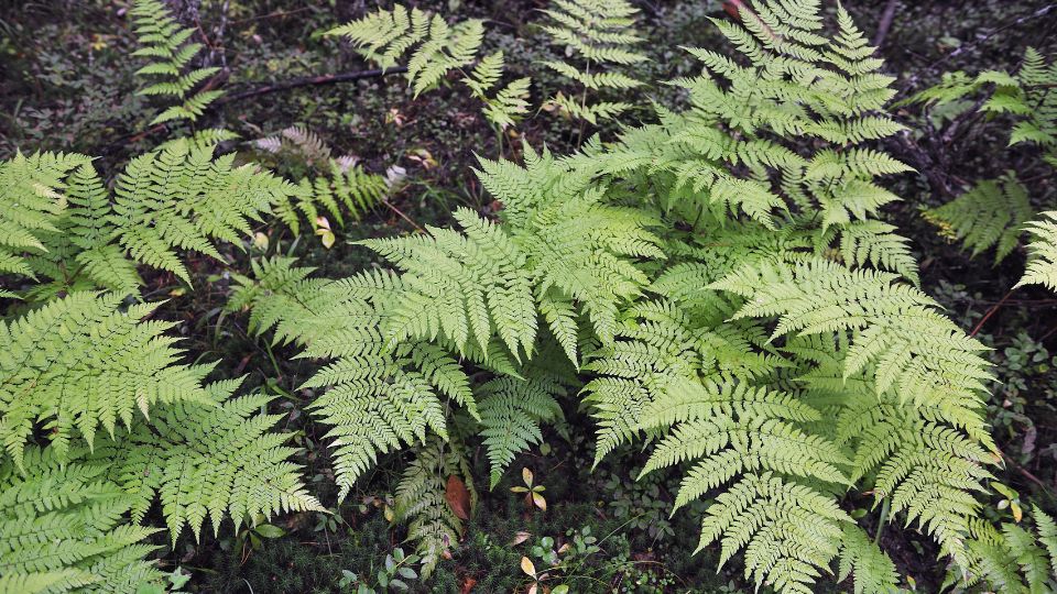 Erdei pajzsika Dryopteris filix mas 2