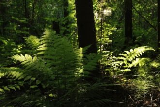 Egy erdőben növekvő erdei pajzsika, zöld levelek között napsütésben.