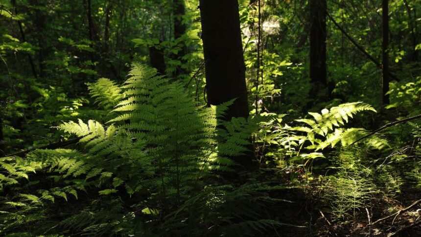 Erdei pajzsika Dryopteris filix mas