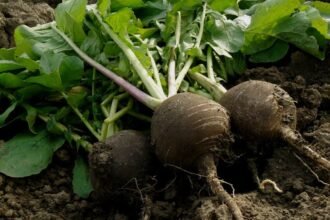 Friss fekete retek zöld levelekkel, a földből kiemelve, készen a betakarításra.