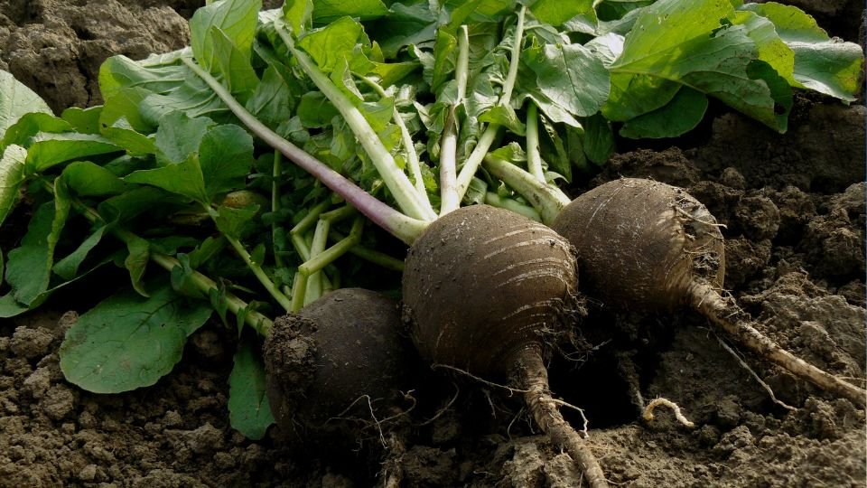 Friss fekete retek zöld levelekkel, a földből kiemelve, készen a betakarításra.