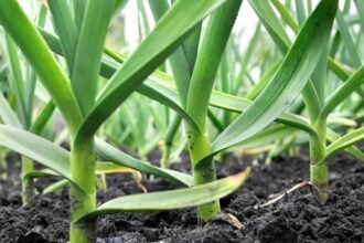 Friss fokhagyma növények zöld levelekkel, gazdag talajban.