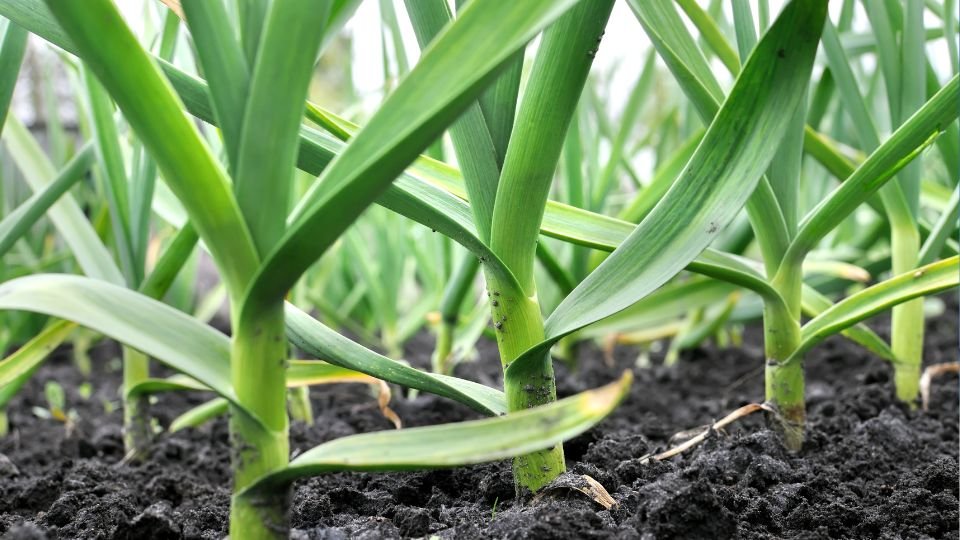 Friss fokhagyma növények zöld levelekkel, gazdag talajban.