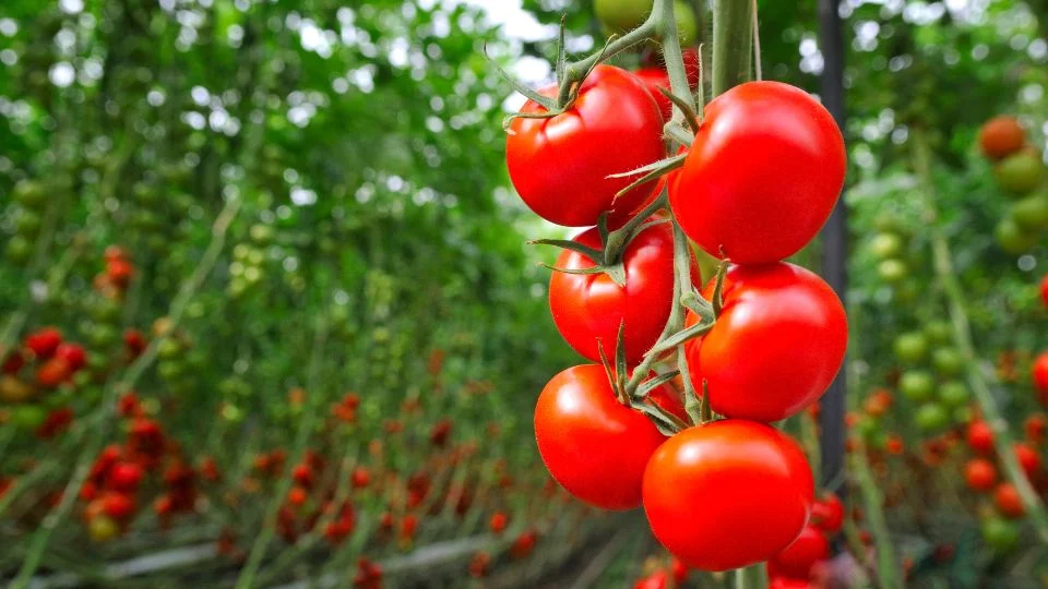 Friss, piros paradicsomok lógnak zöld növények között, egy szép kertben.