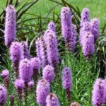 Fuzeres Diszcsorba Liatris spicata