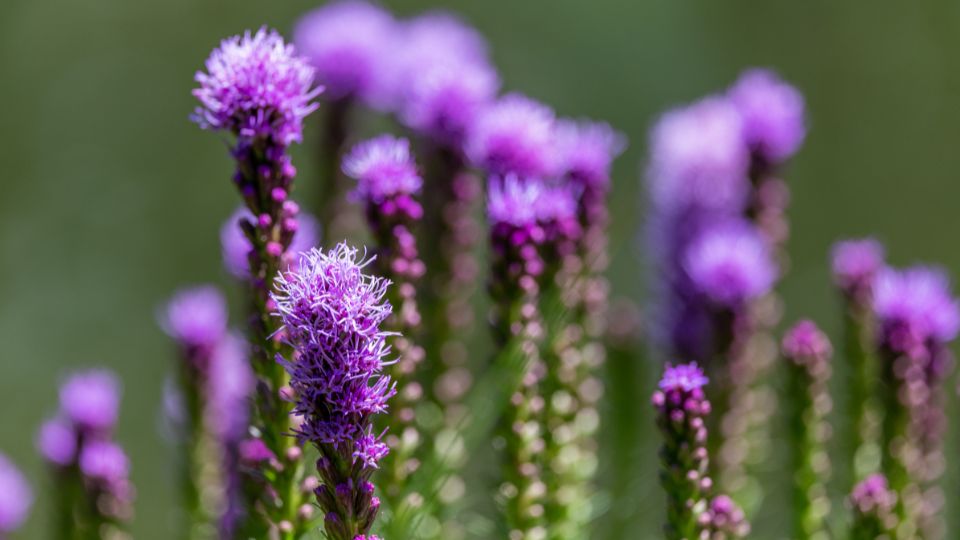 Fuzeres Diszcsorba Liatris spicata 2