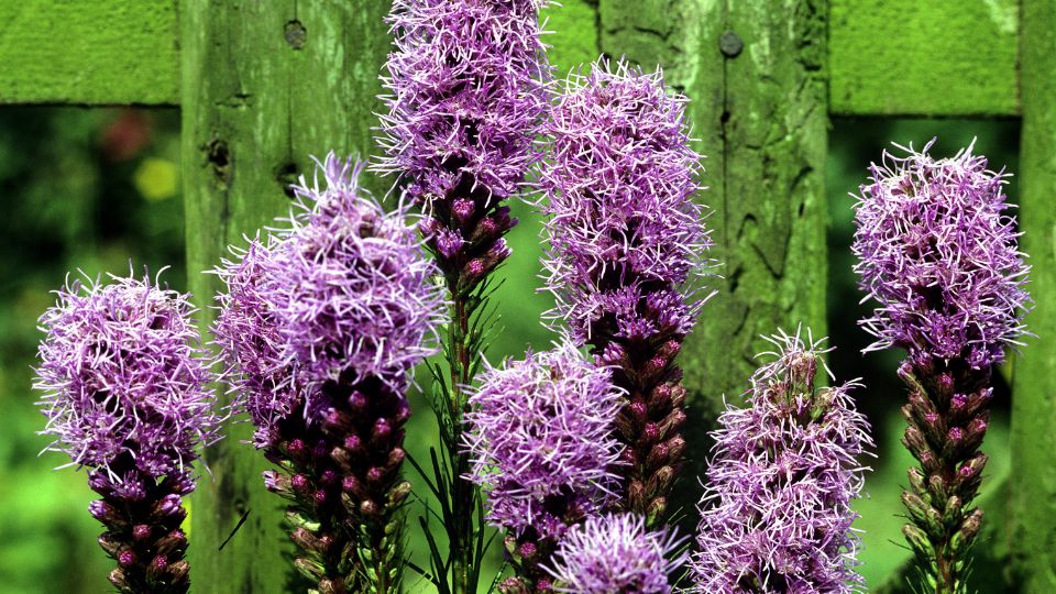 Fuzeres Diszcsorba Liatris spicata 3