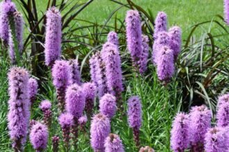 A Füzéres Díszcsorba színes virágai, élénk lila árnyalatokban pompáznak a zöld fűben.