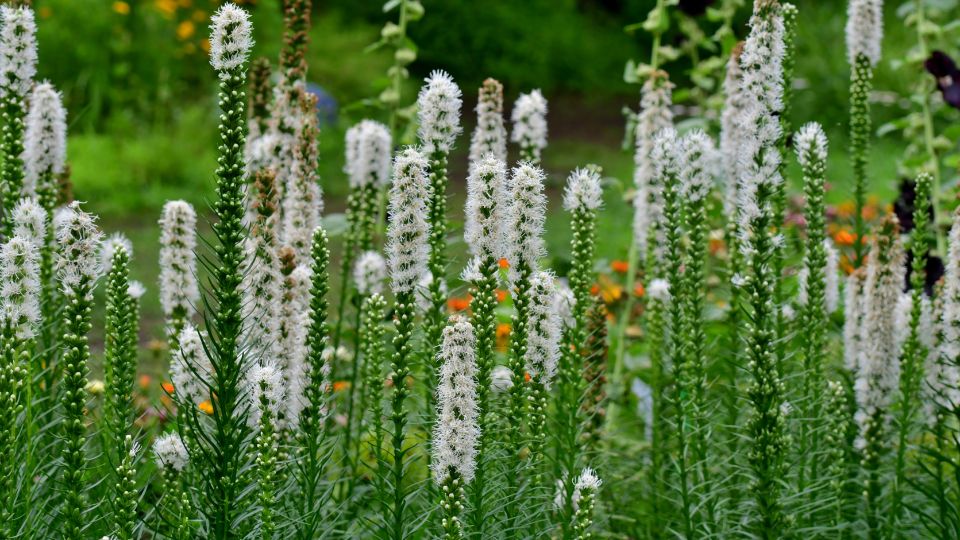 Fuzeres Diszcsorba Liatris spicata 4