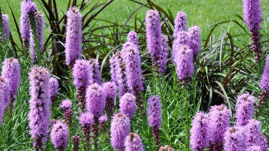 Fuzeres Diszcsorba Liatris spicata