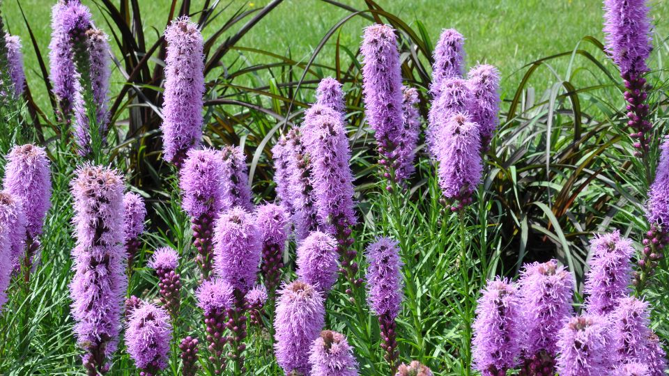 Fuzeres Diszcsorba Liatris spicata