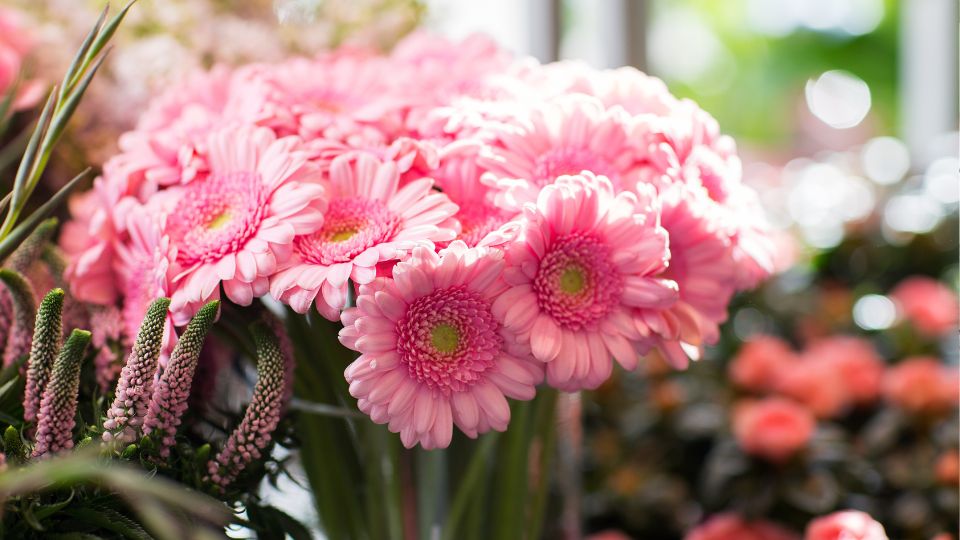 Gerbera