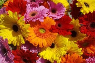 Színes gerberák, élénk sárga, rózsaszín, piros és narancssárga virágok sokasága.